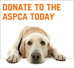 We Support the ASCPA