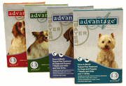 Advantage Flea Control